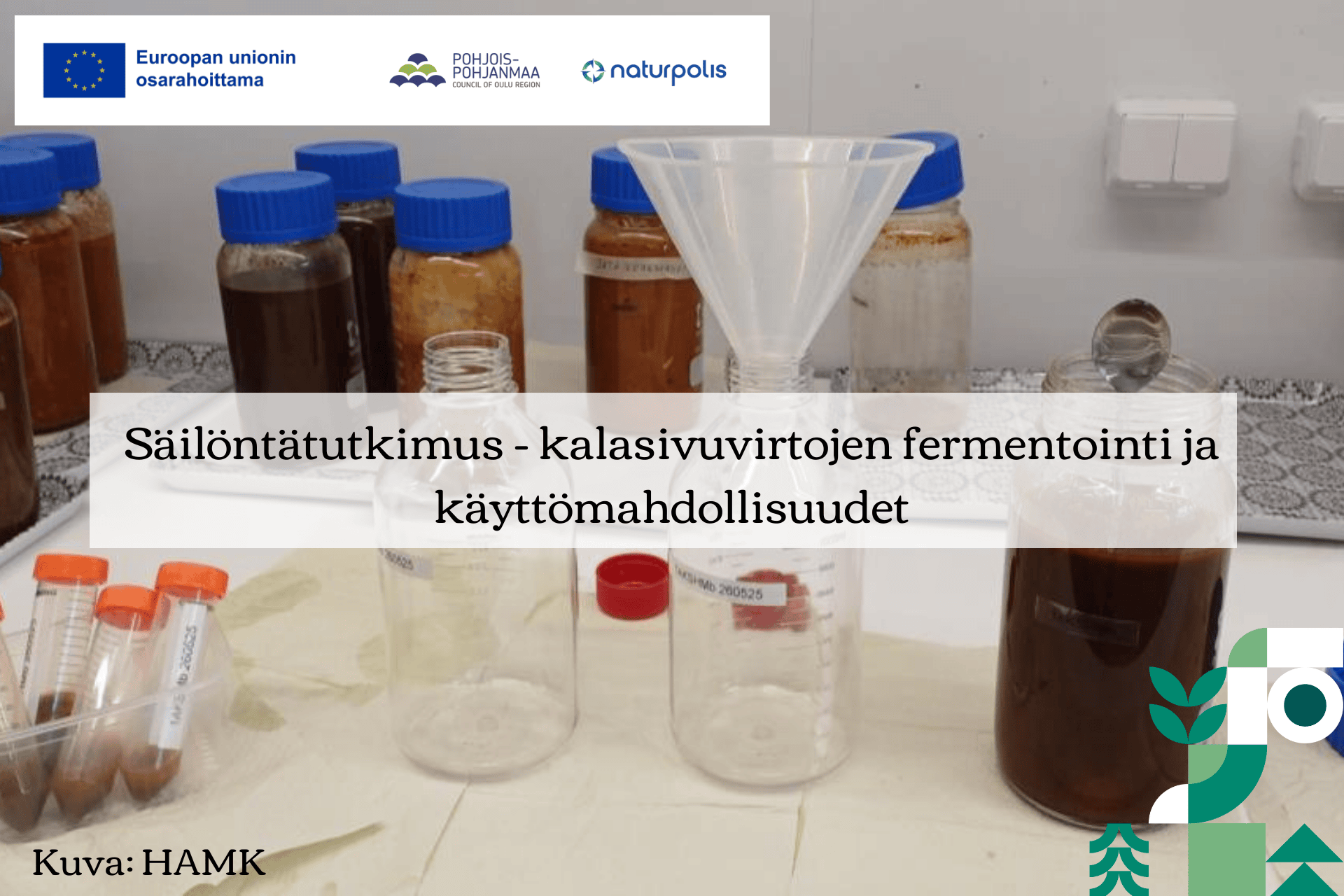 Laboratoriopurkkeja, joissa on kalan fermentointikokeet menossa.